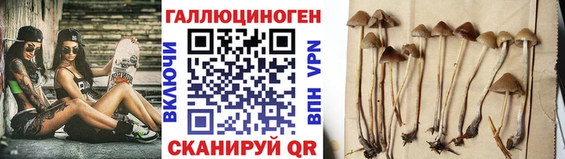 Галлюциногенные грибы Cubensis  OMG как зайти  Карабулак 